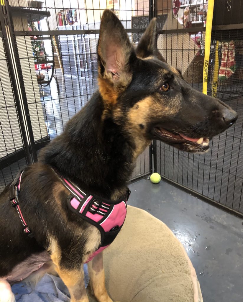 Dogs Available For Adoption Now – TUCSON RESCUE NOW