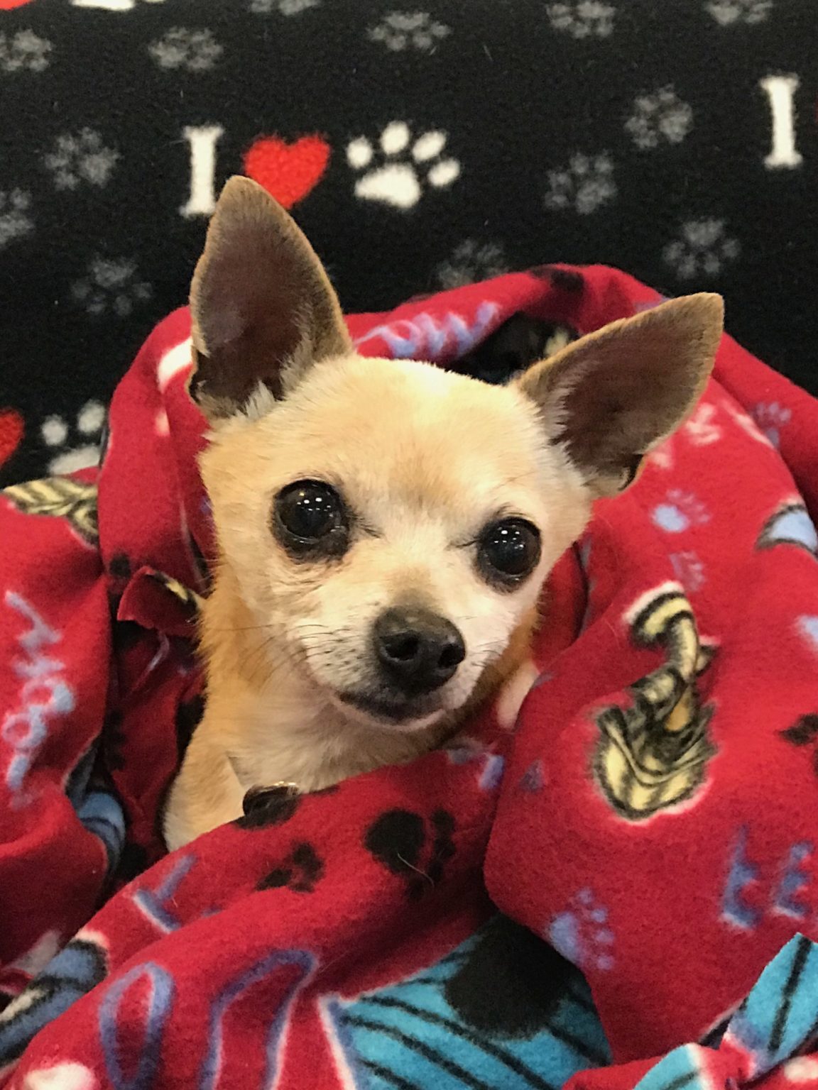 Dogs Available For Adoption Now TUCSON RESCUE NOW