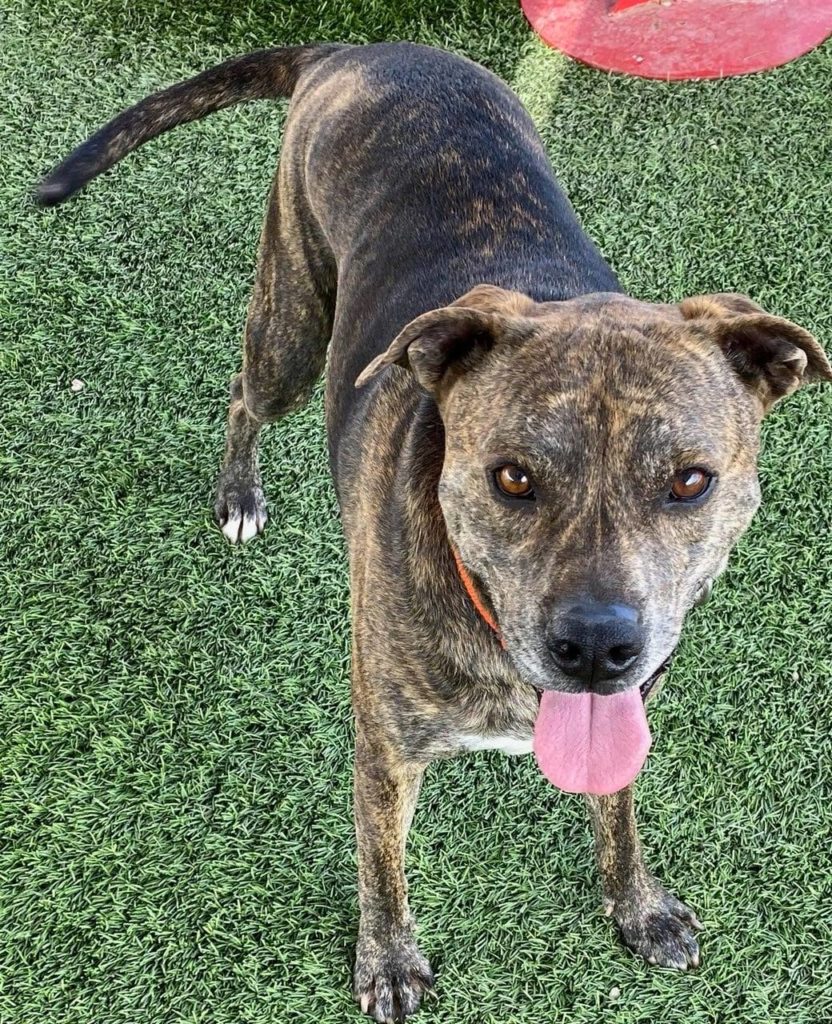 Dogs Available For Adoption Now – Tucson Rescue Now