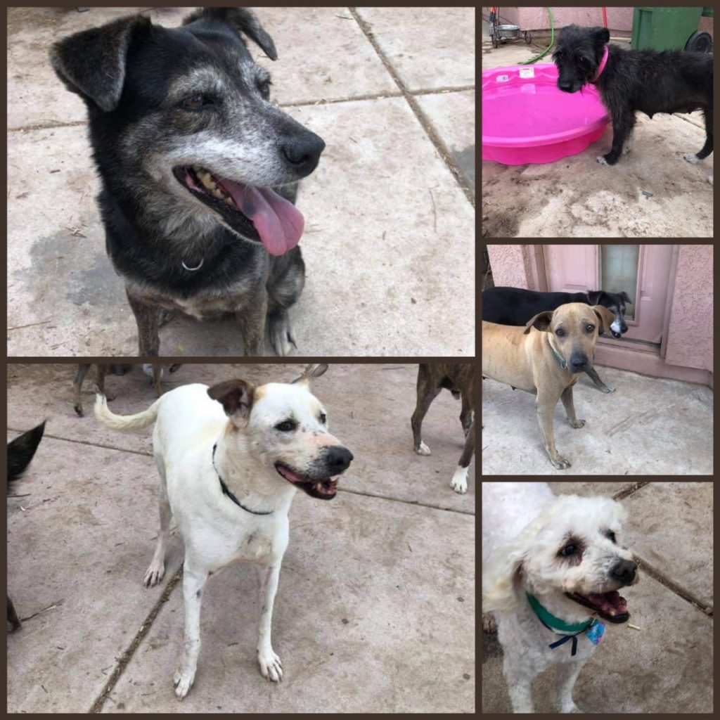 Dogs Available For Adoption Now – TUCSON RESCUE NOW