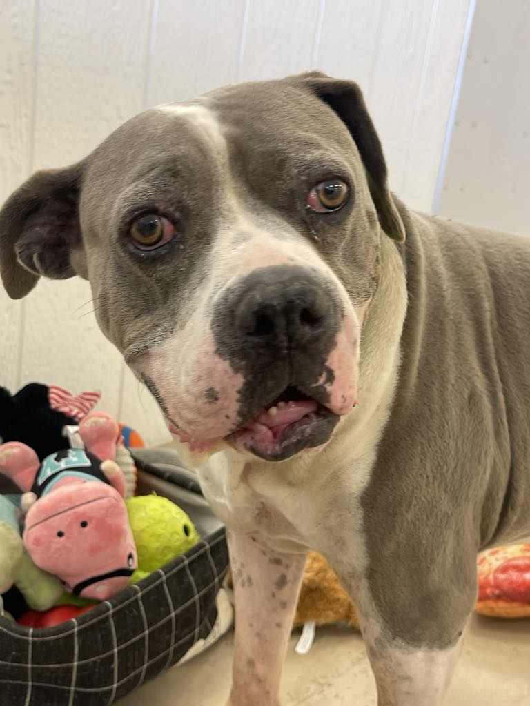 Dogs Available For Adoption Now – TUCSON RESCUE NOW