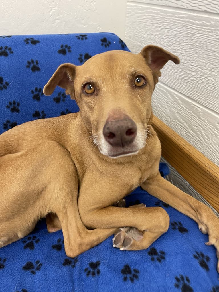 Dogs Available For Adoption Now – TUCSON RESCUE NOW